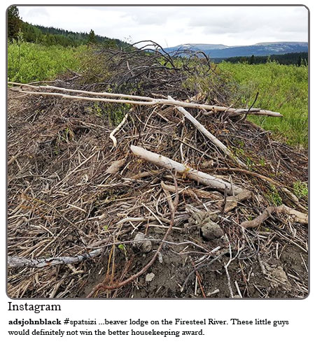 Spatsizi....beaver lodge on the Firesteel River. These little guys would definitely not win the better housekeeping award.