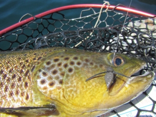 Brown Trout Heaven 18