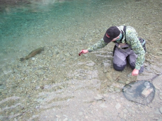 Brown Trout Heaven 30