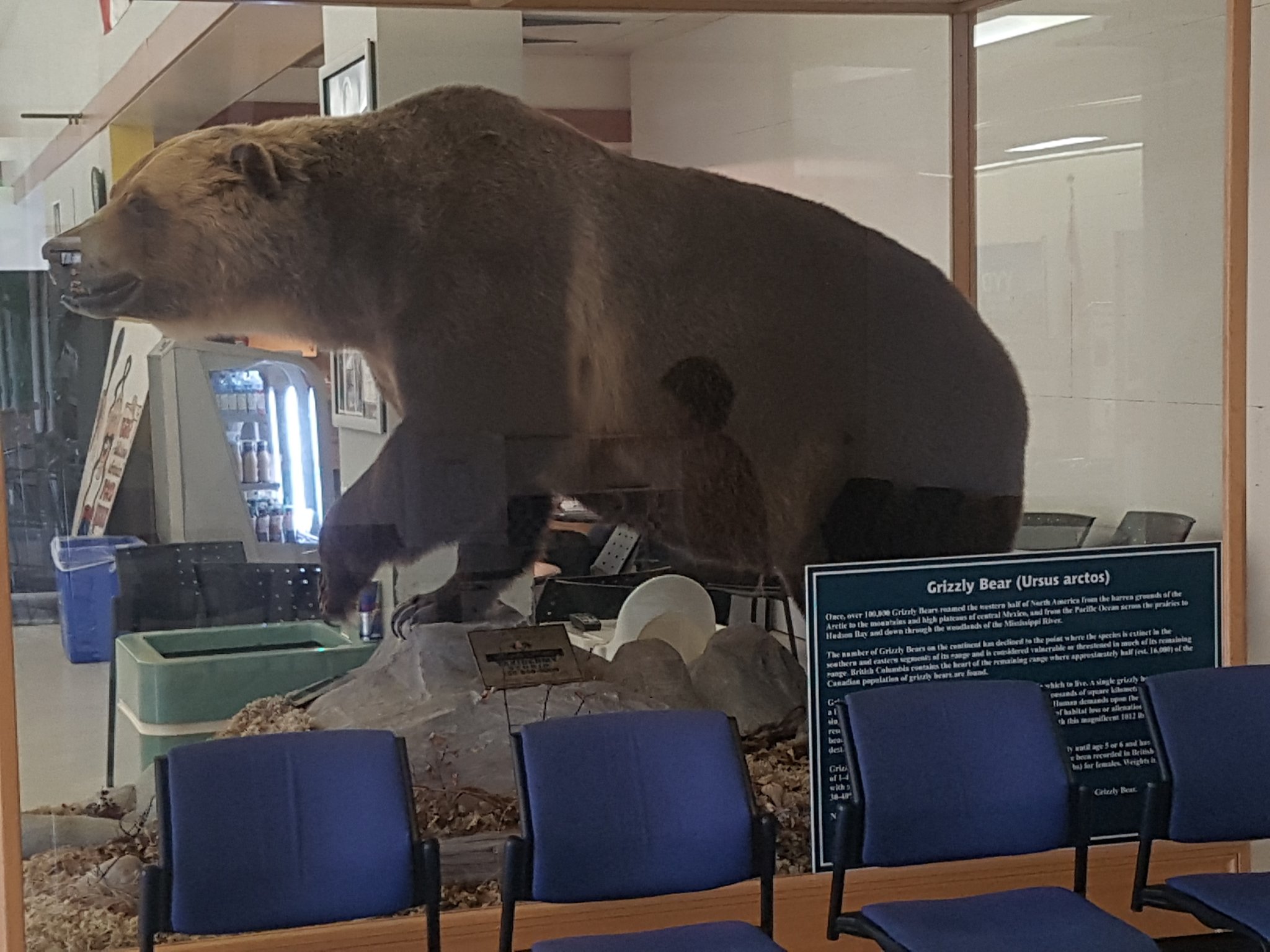 A friendly welcome at Smithers Airport for your intrepid correspondent who was...like this bad boy ... totally stuffed.
