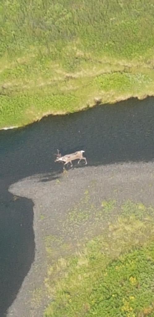 Here's a big buck Caribou taking an evening stroll #Spatsizi.