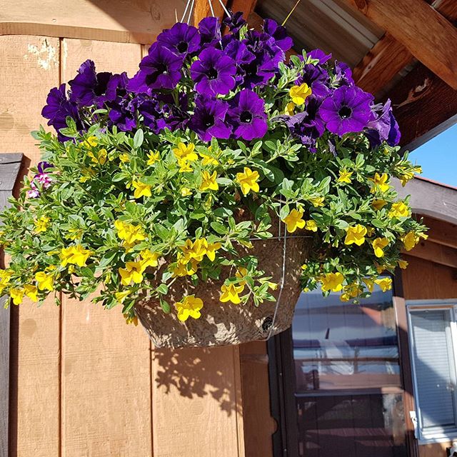 Petunias et al on the verandah at Spatsizi.