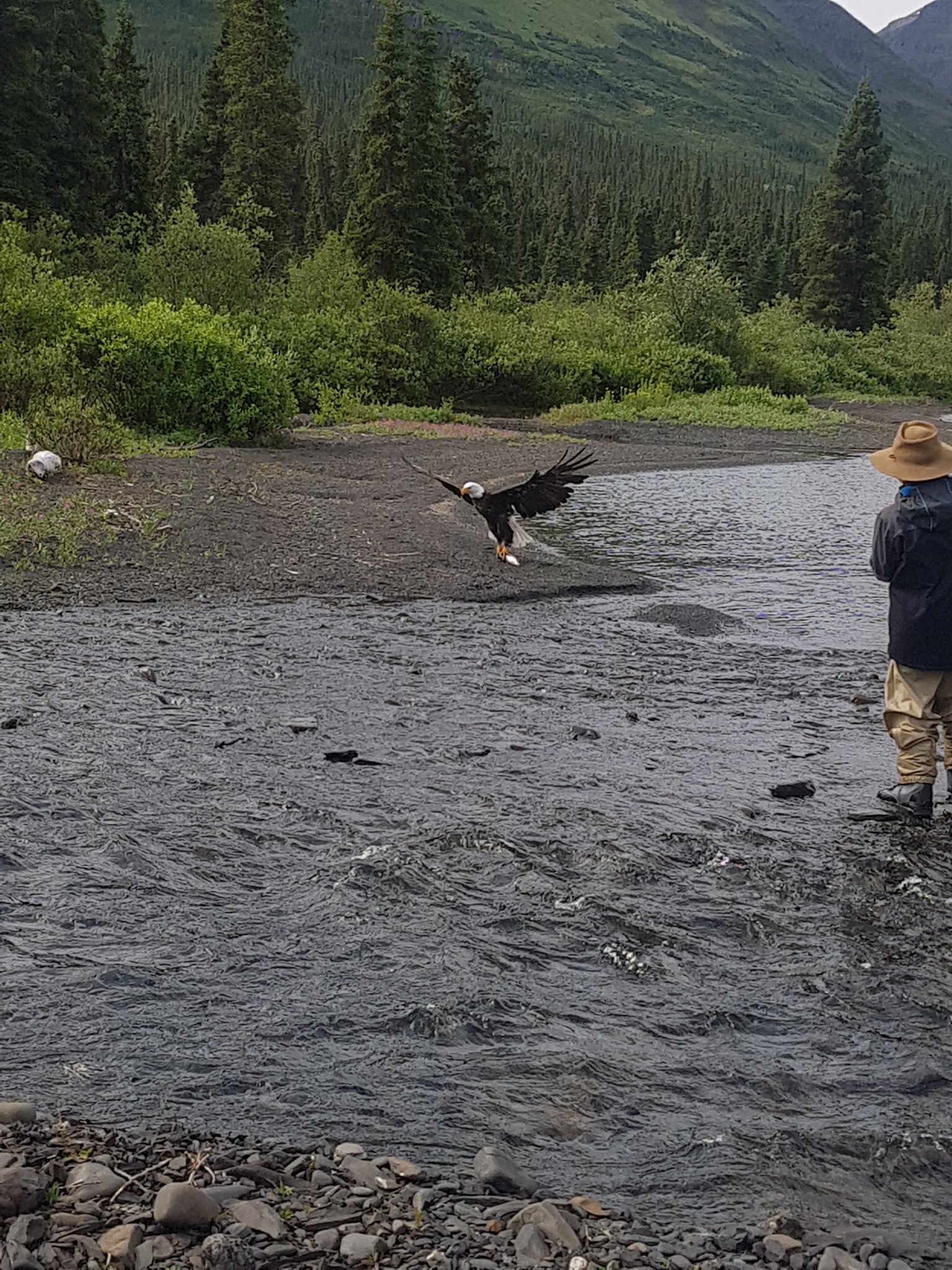 The Bald Eagle who stole our lunch today at Lake Kitchener, British Columbia.