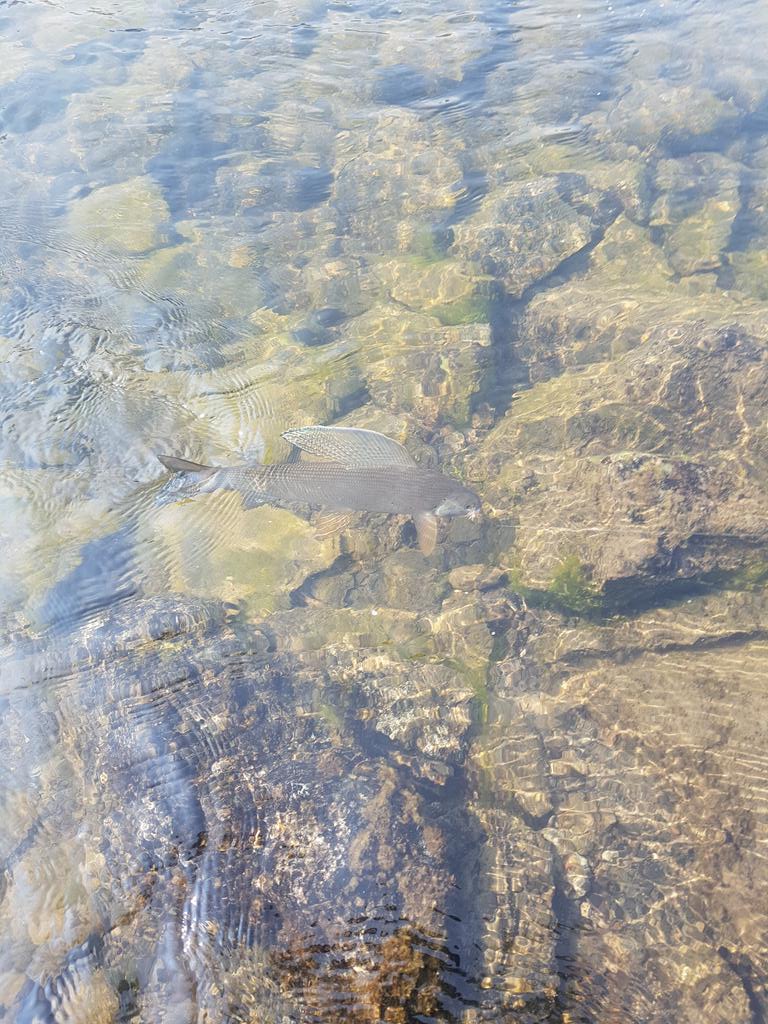 Beautiful Arctic Grayling with one of my Tom Thumb flies firmly in the scissors.