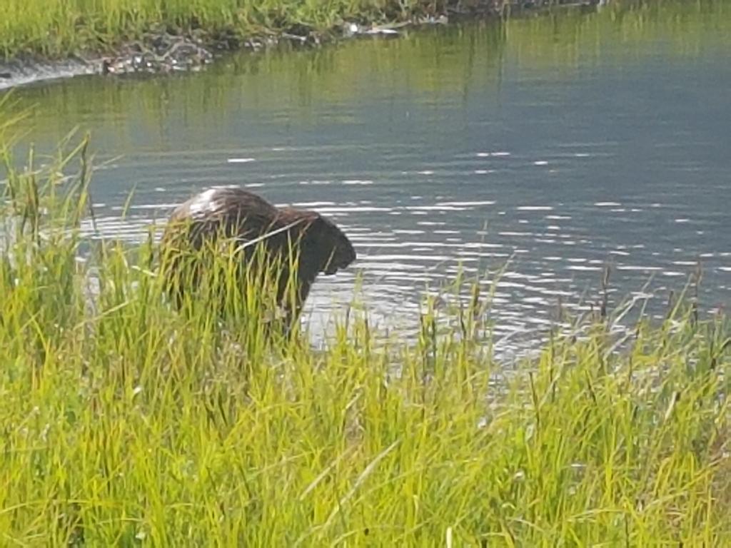 Today we met Mrs Beaver at home at Spatsizi.