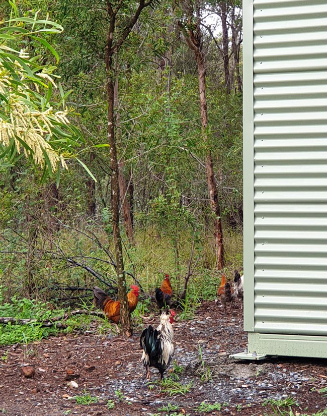 Roosters - Hinze Dam Fishing Trip