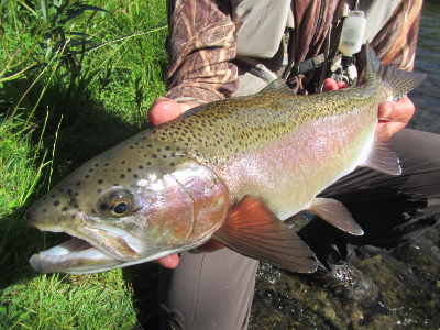 Low river flows and warm water are never easy fishing conditions, but our years of fishing experience, ability to go early, move around, and target the best waters, has worked well. On a positive note, we’ve actually found many new places to fish and have been able to access many previously inaccessible locations. 
