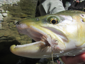 Zane Mirfins Strike Adventure,, Fly Fishing South Island New Zealand with independent guide Zane Mirfin