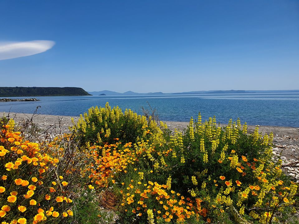 Summer smelting. Flowers blooming along the shore of Lake Taupō often coincide with the first arrivals of smelt in the shallows. With hungry trout in hot pursuit!