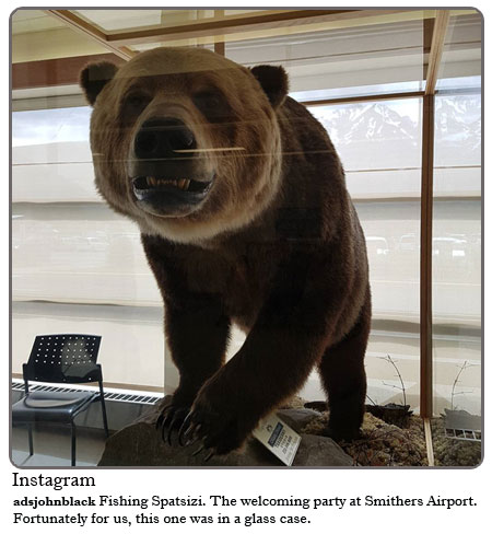 The welcoming party at Smithers Airport. Fortunately for us, this one was in a glass case.