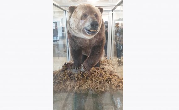 Hey Big Guy! We made it to Smithers! Cheery welcome from on old furry friend in the airport foyer. And from Reg Collingwood #Spatsizi